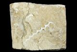Archimedes Screw Bryozoan Fossil - Alabama #178208-1